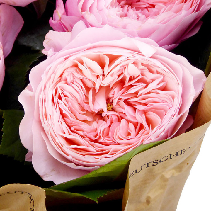 ROSA HOL MAYFIELD 702