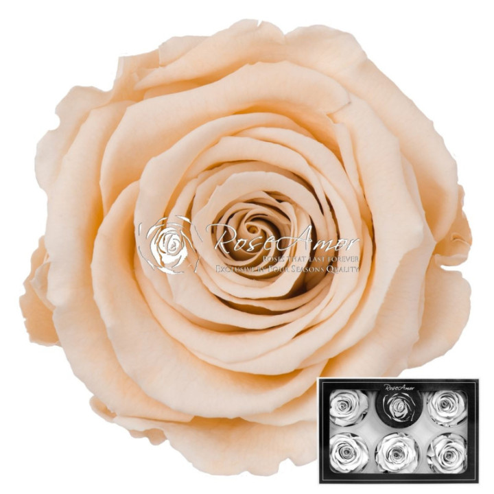 ROSA PRESERVADA CHAMPAGNE 01 L 6 UNID1