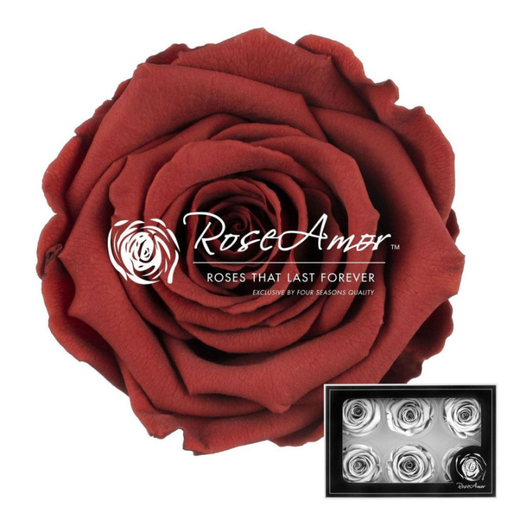 ROSA PRESERVADA GRP 01 L 6 UNID1