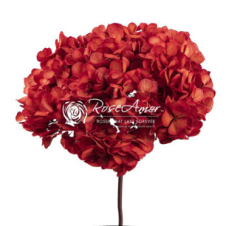 HORTENSIA PRESERVADA RED 041