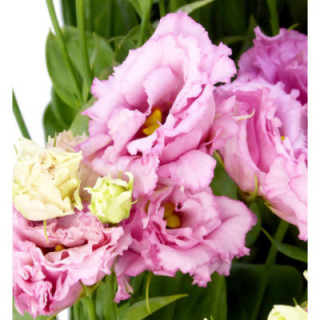 LISIANTHUS LISANNA LIGHT PINK 751