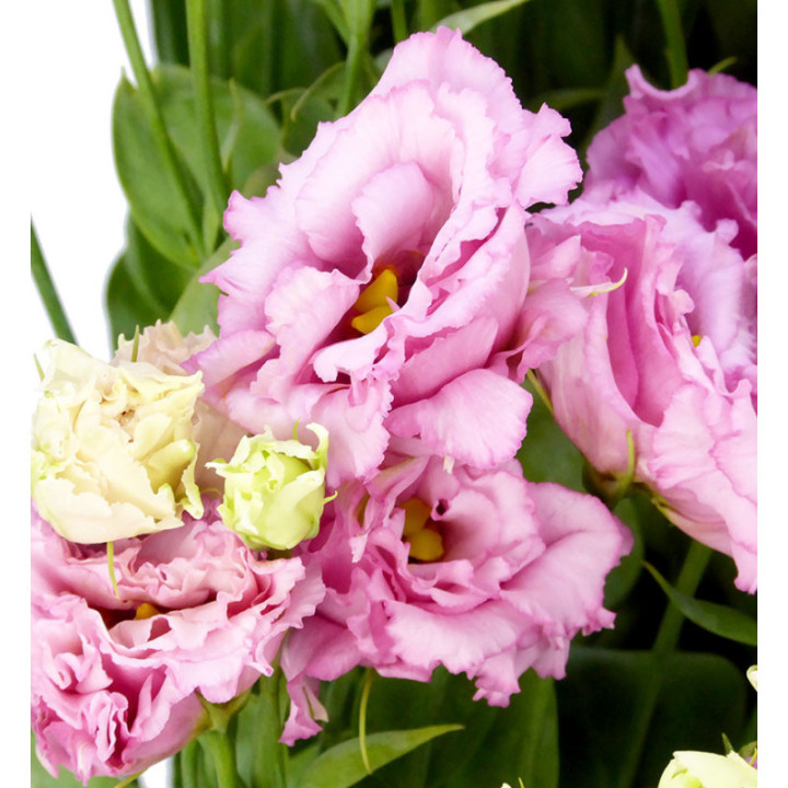 LISIANTHUS LISANNA LIGHT PINK 751
