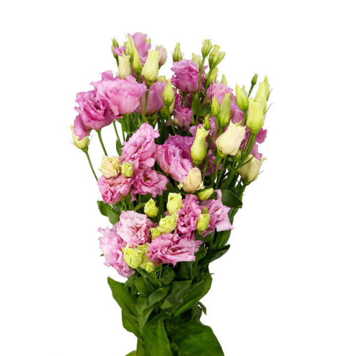 LISIANTHUS LISANNA LIGHT PINK 752