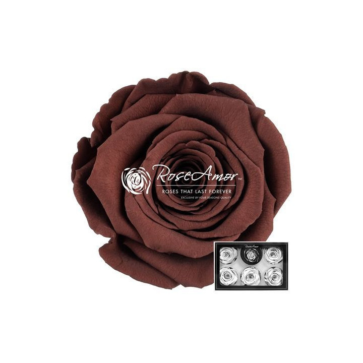 ROSA PRESERVADA GRP 02 L 6 UNID1