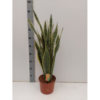 PL. SANSEVERIA LAURENTIS 80CM X11
