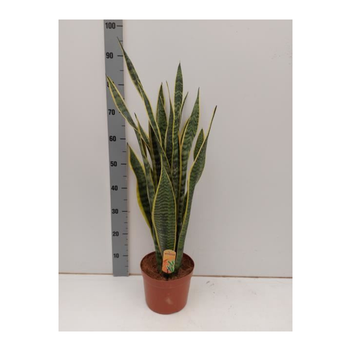 PL. SANSEVERIA LAURENTIS 80CM X11