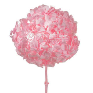 HORTENSIA PRESERVADA PINK 991