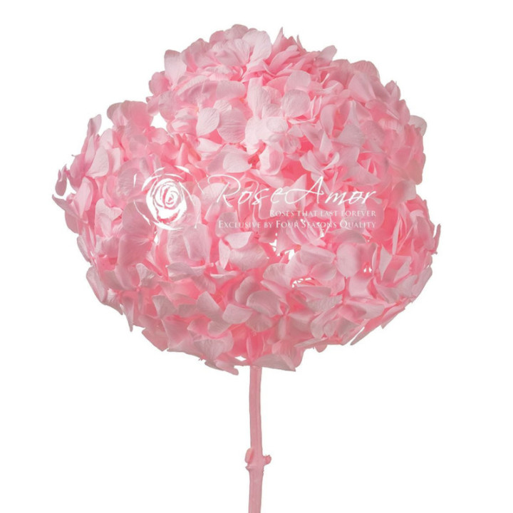 HORTENSIA PRESERVADA PINK 991