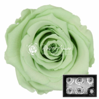 ROSA PRESERVADA GREEN 04 L 6 UNID1