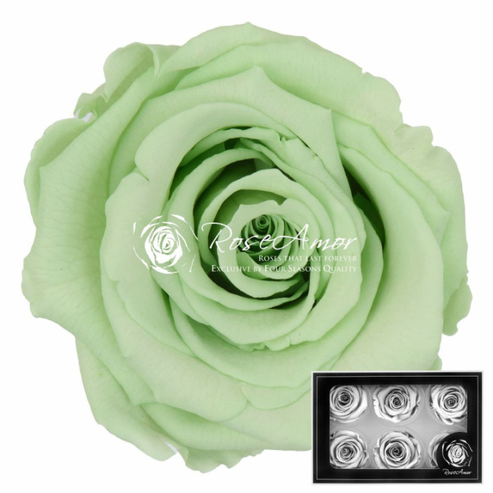 ROSA PRESERVADA GREEN 04 L 6 UNID1