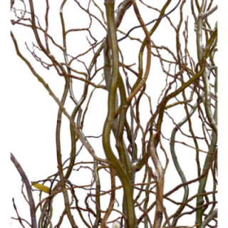 SALIX TORTUOSA 2101