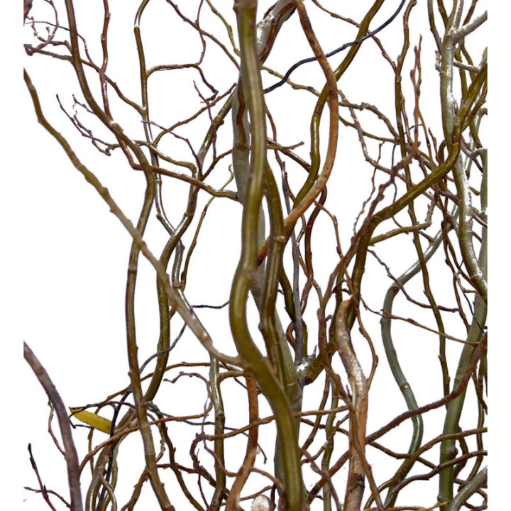 SALIX TORTUOSA 2101