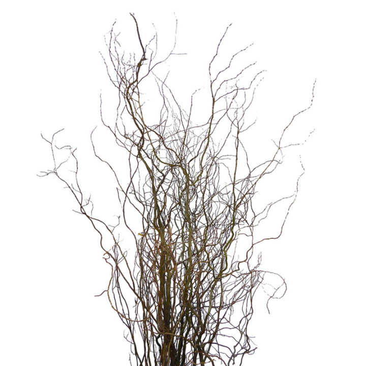 SALIX TORTUOSA 2102