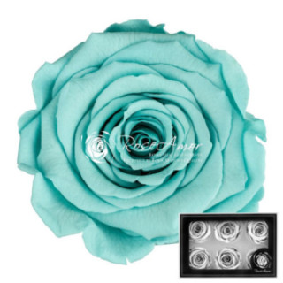 ROSA PRESERVADA BLUE 02 L 6 UNID1