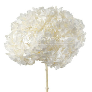 HORTENSIA PRESERVADA WHITE 011