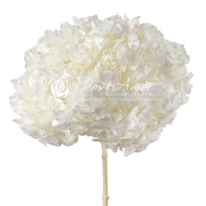 HORTENSIA PRESERVADA WHITE 011