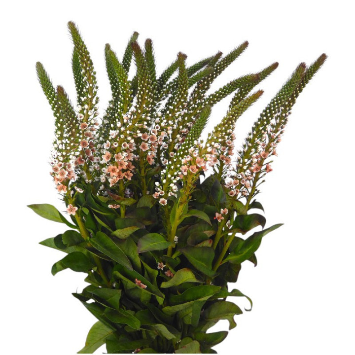 LYSIMACHIA CARAMEL 701