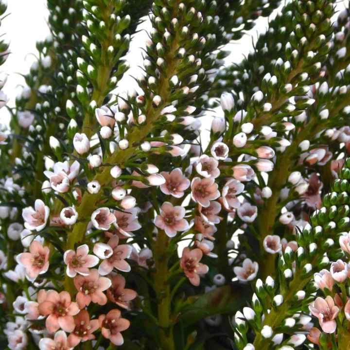 LYSIMACHIA CARAMEL 702