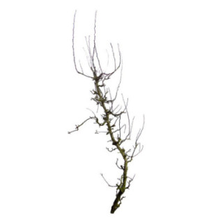 PEAR BRANCHE CONFERENCE 2001