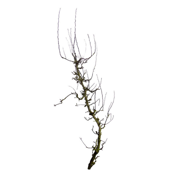 PEAR BRANCHE CONFERENCE 2001