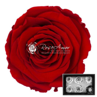 ROSA PRESERVADA RED 02 L 6 UNID1