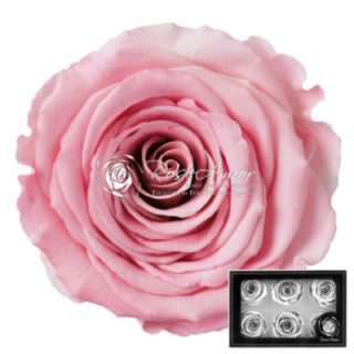 ROSA PRESERVADA BIC 07L 6 UNID1