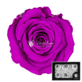 ROSA PRESERVADA PURPLE 02 L 6 UNID1