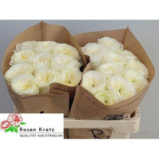 ROSA HOL. LOTTI 601