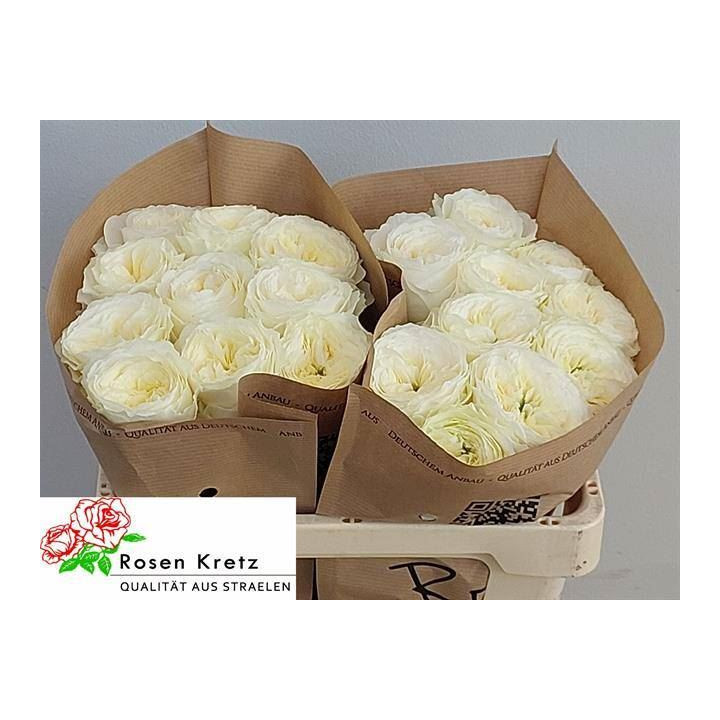 ROSA HOL. LOTTI 601
