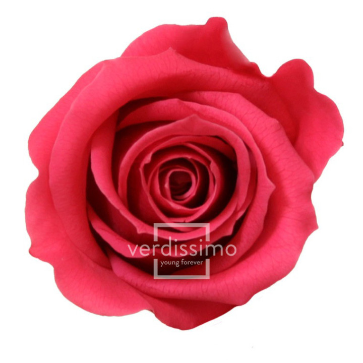 ROSA PRESERVADA MINI 12 UNID RSM/14901