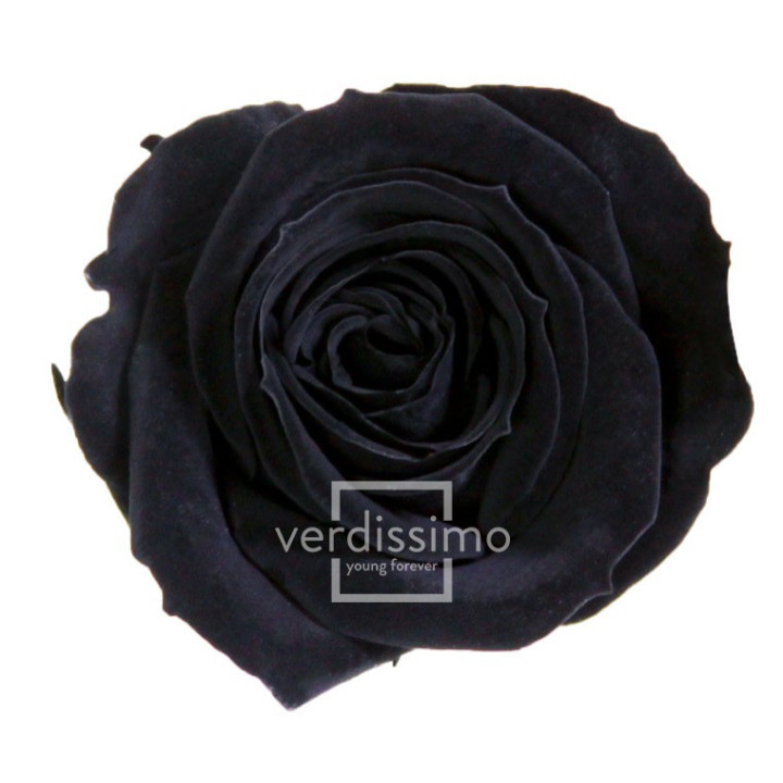 ROSA PRESERVADA MINI 12 UNID RSM/19901