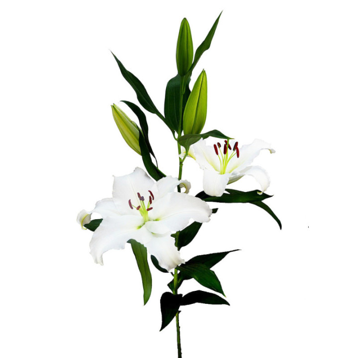 L.O. SIGNUM1