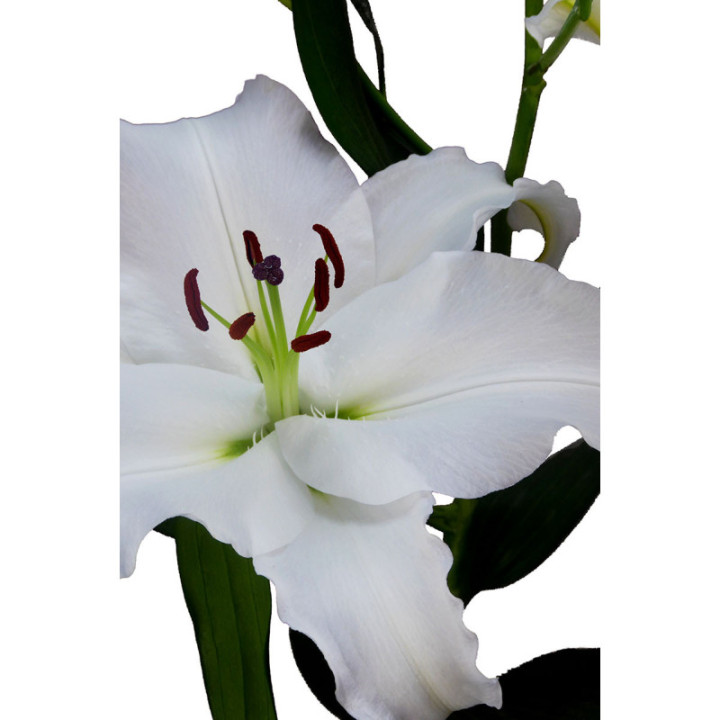 L.O. SIGNUM2