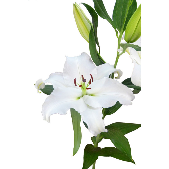 L.O. SIGNUM3