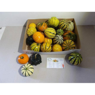 CALABAZA CUCURBUTA PEPO X251