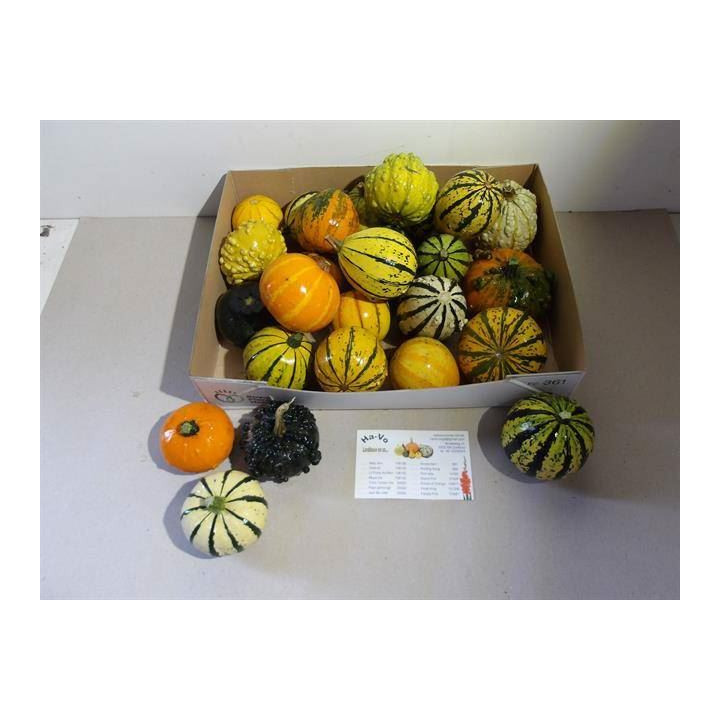 CALABAZA CUCURBUTA PEPO X251