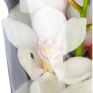 CYMBIDIUM ANTONELLA X61
