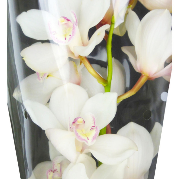 CYMBIDIUM ANTONELLA X62