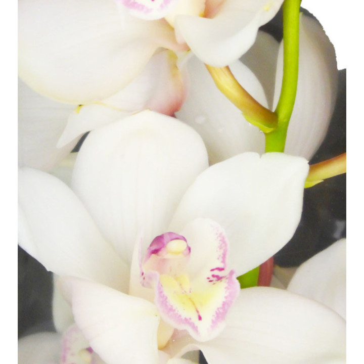 CYMBIDIUM ANTONELLA X63