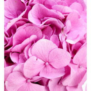 HYDR BODENSEE ROSA 701