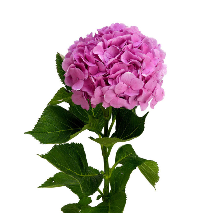 HYDR BODENSEE ROSA 702