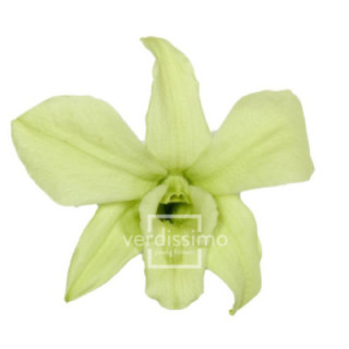 DENDROBIUM PRESERVADO VERDE DEN/11001