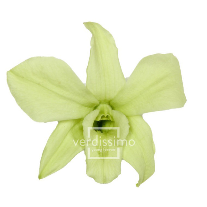 DENDROBIUM PRESERVADO VERDE DEN/11001