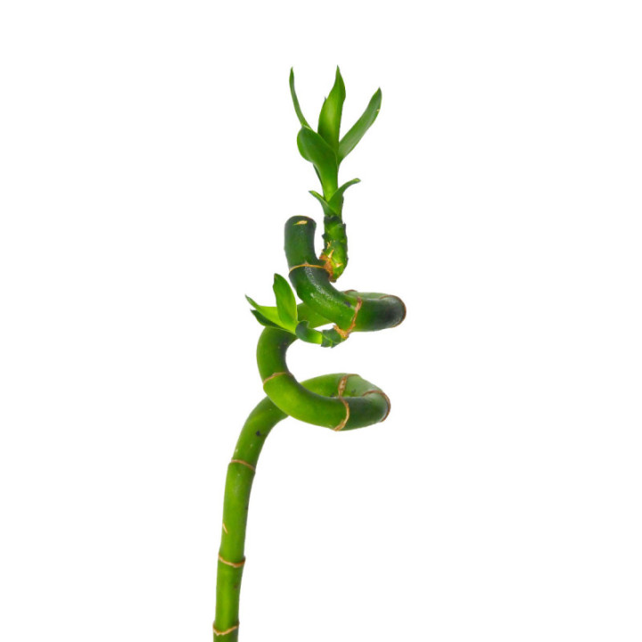 DRAC BAMBOO SPIRAAL 702