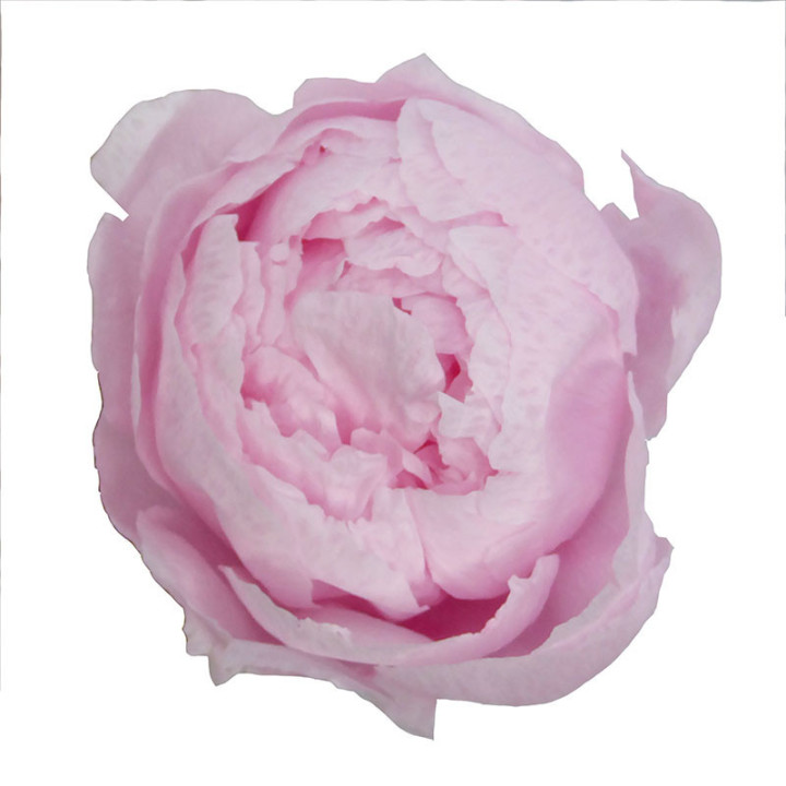 PEONIA PRESERVADO ROSA PEO/24202