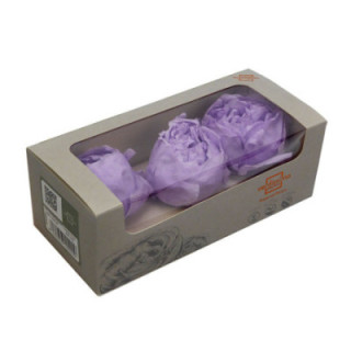 PEONIA PRESERVADO LILA PEO/28201