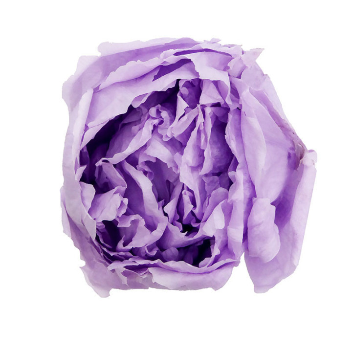 PEONIA PRESERVADO LILA PEO/28202