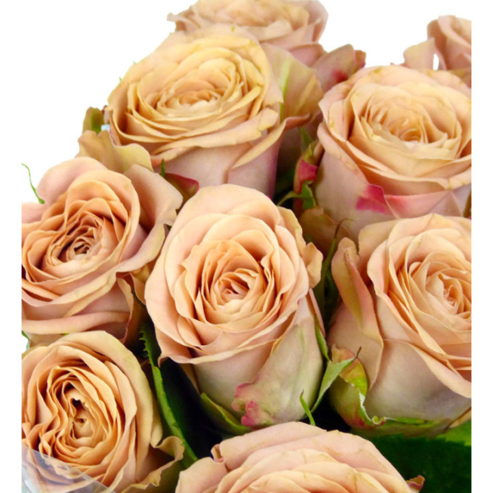 ROSA HOL CAPPUCCINO 501