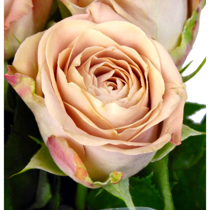ROSA HOL CAPPUCCINO 502