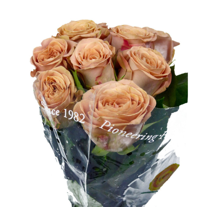 ROSA HOL CAPPUCCINO 503